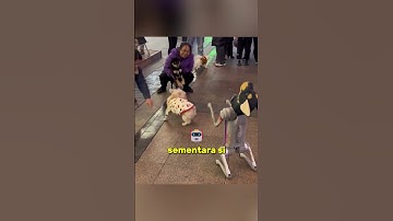 Robot Anjing vs. Anjing Nyata: Pertarungan Seru yang Tak Terduga!