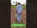 How to Plant Maize Faster | Padark Agritech Planter