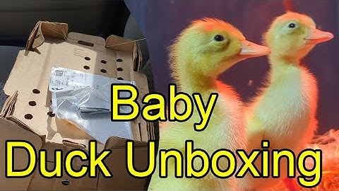 Baby Duck Unboxing