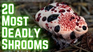 Poisonous Mushrooms So Toxic You Might Not Survive (How To Identify)