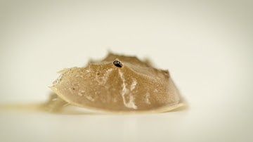 Horseshoe Crabs - Living Fossils | UConn