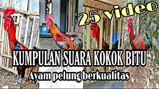 KUMPULAN VIDEO AYAM PELUNG BERKOKOK BITU DAN BERKUALITAS BAGUS