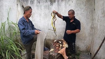 bắt rắn 1000 con rắn rồng trong ngôi nhà bỏ hoang săn rắn