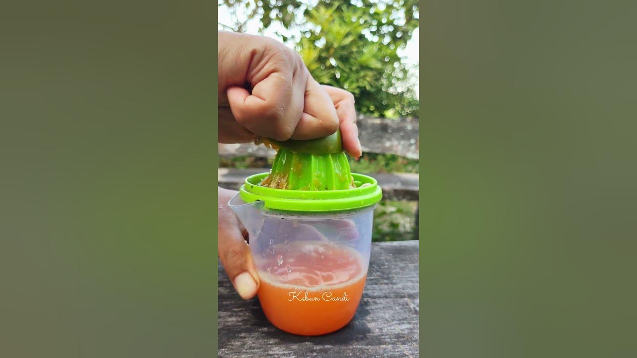 seger banget es jeruk airnya dari jeruk asli panenan sendiri #berkebun #resepminuman #healthydrink