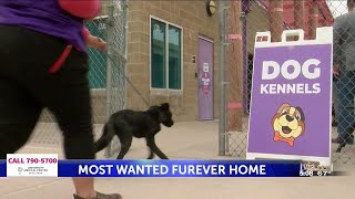 El Paso Sheriff’s Office adds new “Most Wanted FURever home” program