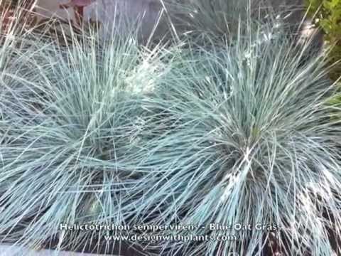 วีดีโอ: การปลูกพืช Texas Needlegrass: เรียนรู้เกี่ยวกับการใช้ Texas Needlegrass ในสวน