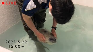 【海遊館】飼育員とアラレ仔LIVE