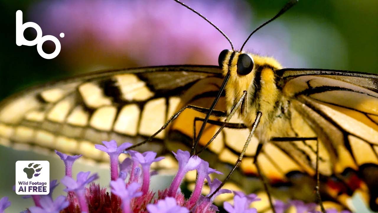 Дикий Прованс: секреты метаморфозы бабочек 🦋 | Насекомые | Природа | BOREALES