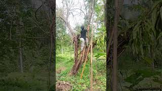 climbing the tree 😀