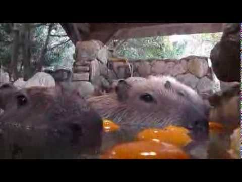 カピバラの露天風呂 Capybara in the citrus bath