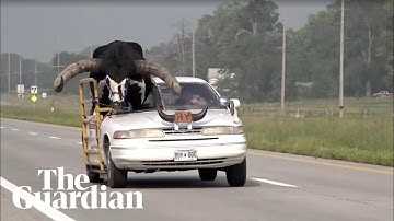 Nebraska: man pulled over after being seen with a large bull riding shotgun in car