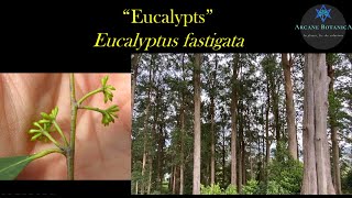 Eucalyptus ID - Eucalyptus fastigata (Brown Barrel)
