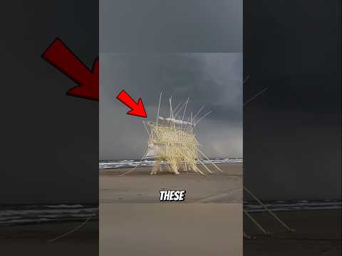 Why Are These Giant Skeletons Walking On a Beach