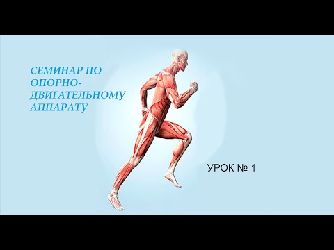 Курс по опорно- двигательному аппарату ,урок 1