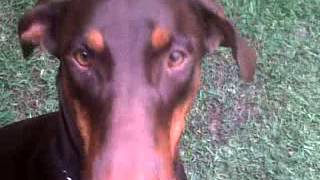 Albert Shible Y Doberman Sin Correa