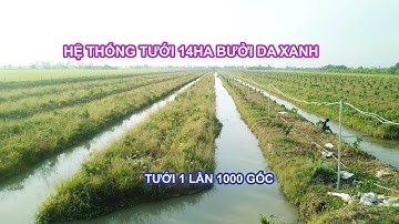 BÉC TƯỚI PHUN MƯA CHO 14HA BƯỞI | BÉC TƯỚI BS5000 PLUS | 0985 833 804