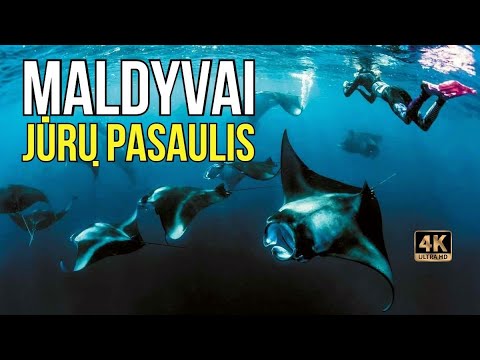 Video: 7 geriausios vietos paviršiniam nardymui Bahamuose