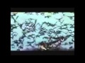AFTER THE GARDEN - NEIL YOUNG