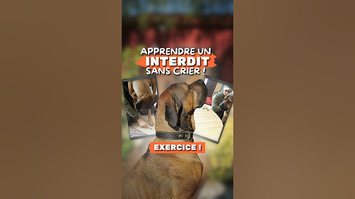 Comment INTERDIRE à son CHIEN sans crier !