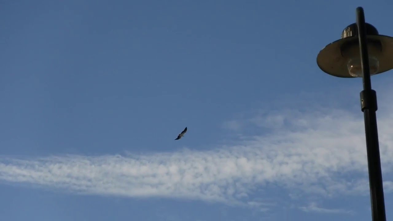 Sea Eagle on the hunt at Cannonvale beach..
