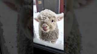 Slatko Janje Na Snijegu