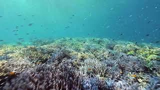 Evolution of our restored reef in Indonesia 🌊