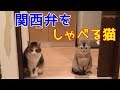 壁紙とドアで爪とぎし怒られる猫　おしゃべりペット
