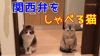 関西弁をしゃべる猫シリーズすべて