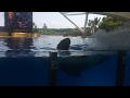 Косатка. Брызги. Лоро парк!!! Зоопарк. Крутота!!! Испания. Острова...The killer whale!!!