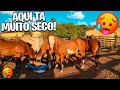 TIVE QUE TROCAR OS CAVALO DE PASTO