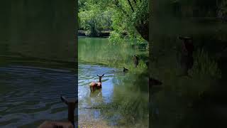 Villalago - Cervi nuotano nel lago Pio