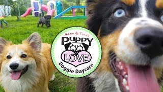 Doggie Daycare Playtime ~ Puppy Love turns 2! by Adam & Tina's Puppy Love Doggie Daycare 499 views 6 years ago 1 minute, 59 seconds