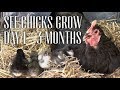 Watch Australorp Chicks Grow Day 1 to 3 Months