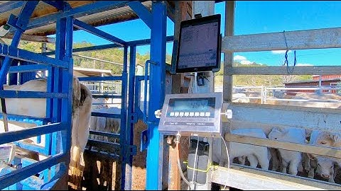 AgriEID Digital System for Professional Cattle Farm Management