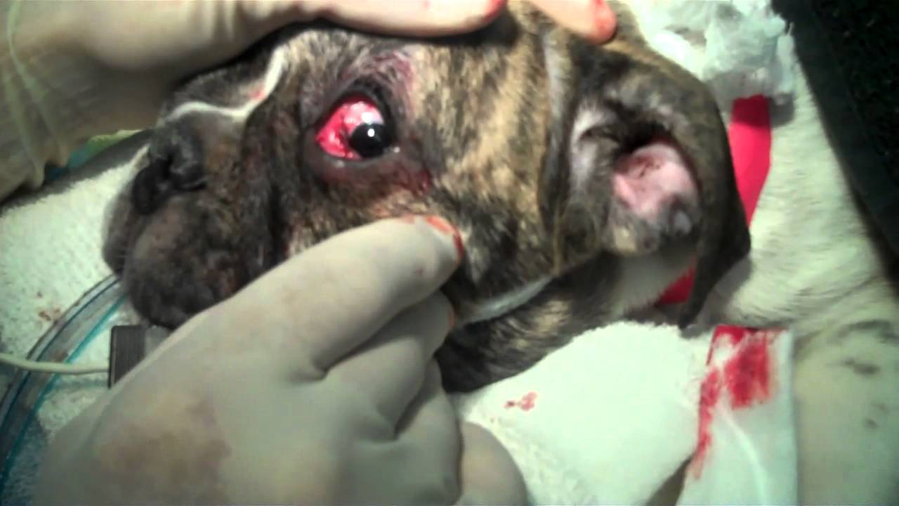 Cherry Eye Surgery After Care