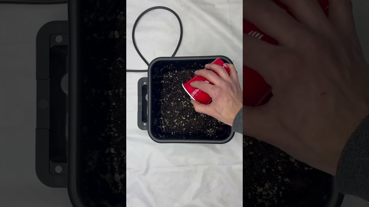 Potting up Yellow T Rex Seedlings in AutoPots (3.9 gal pot) with an AirBase Square