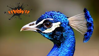 Peacock nice voice | Peacock Dance High Quality | Peacock sound | Peahen, mor ki awaz | मोर की आवाज