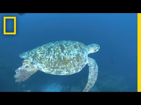 Wideo: Dlaczego napromieniowane żółwie tańczą?