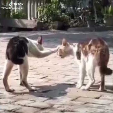 Aing Ucing