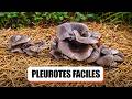 🍄 CULTIVER DES PLEUROTES SUR PAILLE AU JARDIN (FACILE & SANS MATÉRIEL PRO)