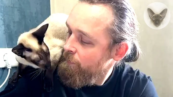 Video 8313361: oriental cats, cat lovers family, cat living