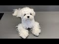 WORLDS' CUTEST PUPPY 🐶HOW WE GROOM OUR MALTESE の動画、YouTube動画。