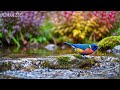 🔴 24/7 LIVE: Healing Piano &amp; Gentle Nature 🎹 Stress Relief Music for Calm Mind
