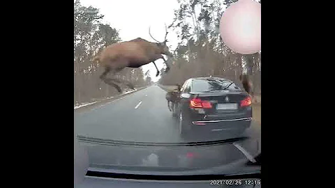 Deer hit Car accident | deer cross road crush car | animal hit on car dash camera record