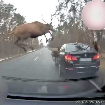 Deer hit Car accident | deer cross road crush car | animal hit on car dash camera record