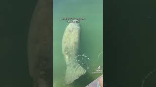 He likes the fresh water! #manatee #love #sweet