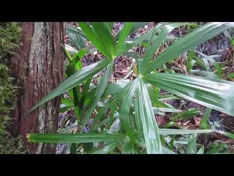 Swampsonii palms seem to amaze me