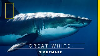 Great White Shark | like National Geographic by robbies talking ts 777 views 1 year ago 7 minutes, 1 second