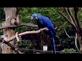 Hyacinth Macaw at the Fort Worth Zoo