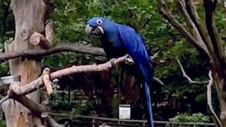 Hyacinth Macaw at the Fort Worth Zoo